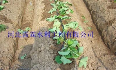 滴灌管适用于水资源缺乏地区[内蒙古浇水塑料管]