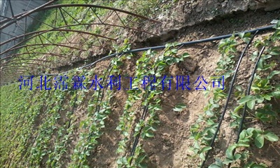 压力滴灌管?内蒙古大田滴灌,浇水塑料管产供销一体服务。