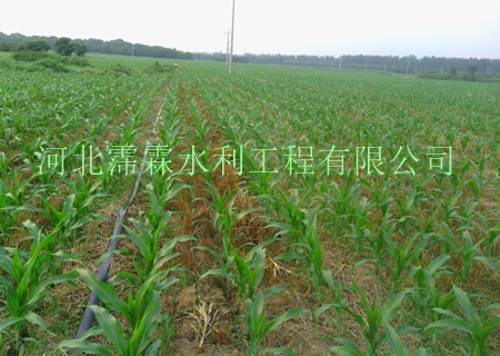 内蒙古大田滴灌管耐磨性高！双孔出水管抗老化强！