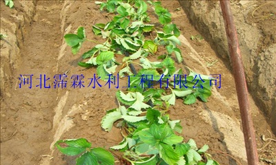 内蒙古大田滴灌高效黑色滴水管|双孔出水管规格齐全
