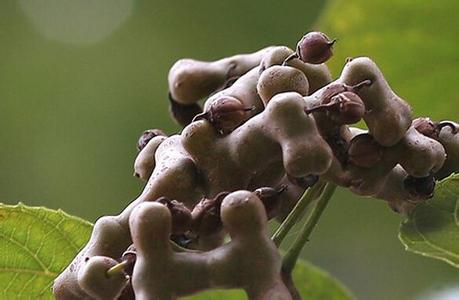 西安霖草供应拐枣提取物