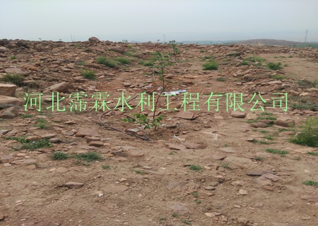 陕西西安石榴果园黑色滴管小管出流平地铺设可达100m以上