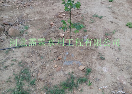 陕西西安石榴果树滴灌技术小管出流使用寿命长