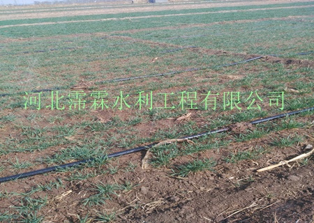 大田微喷带设备 陕西西安油菜微喷带生产厂家 大田喷雾带