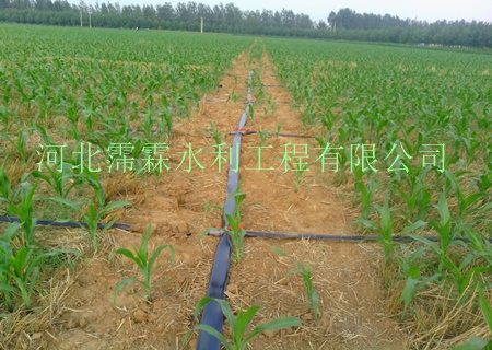 大田微喷带厂家价格 大田喷灌系统 优质陕西油菜微喷带