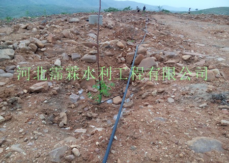 果树小管出流平地铺设可达100m以上 陕西西安猕猴桃果树专用滴灌管