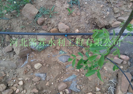 陕西西安猕猴桃果树滴灌小管出流一站式服务 果树专用滴灌管厂家