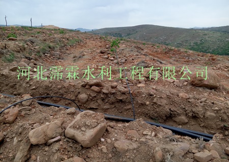 灌水均匀度高小管出流|陕西西安猕猴桃果树滴灌技术肥水一体化
