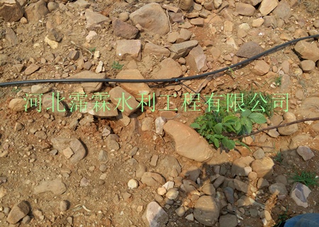 小管出流专用的陕西西安猕猴桃果树滴灌技术