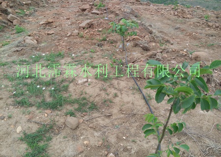 陕西西安猕猴桃滴灌高效节水灌溉小管出流|质优果树滴灌技术
