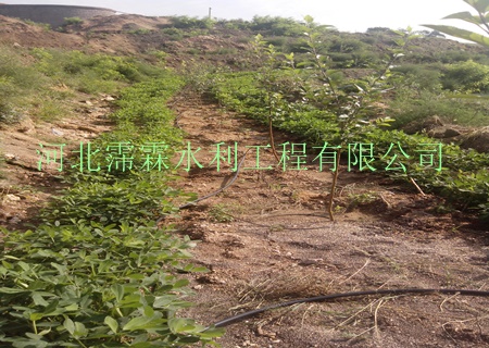 节水灌溉-小管出流|陕西西安猕猴桃果树滴灌技术专享
