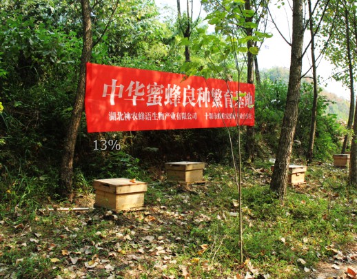 深山采酿 神农蜂语菊花蜜给身心一刻宁静