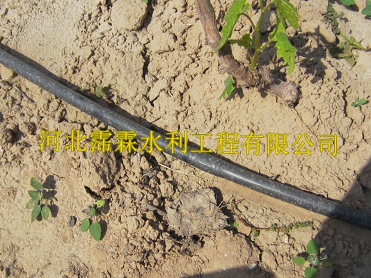 渗水带滴灌厂家|陕西西安蔬菜大田滴灌带抗堵性能好