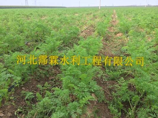 渗水带滴灌系统|陕西西安蔬菜大田滴灌带