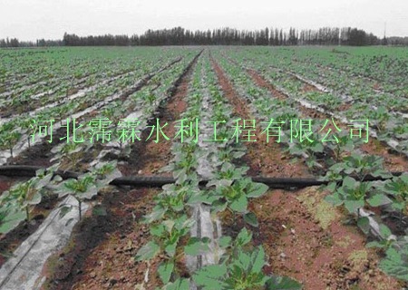 渗水带滴灌厂家安装工程|陕西西安蔬菜大田滴灌带价格