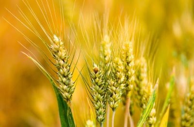 甘肃牛肉面培训班课程收费|兰州拉面师培训|合力拉面官网