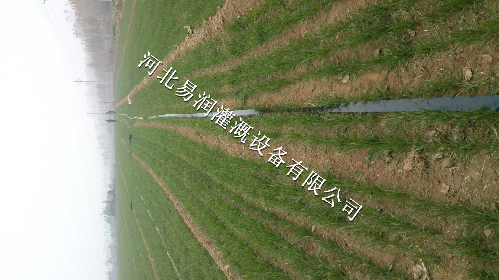 陕西榆林烟叶微喷带全新报价|水龙带设备