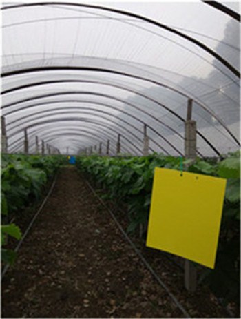 马陆葡萄种植基地 上海旭祎供 马陆葡萄种植基地怎么样