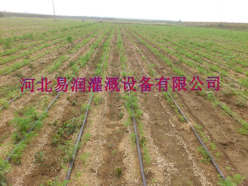 山西晋城圆白菜迷宫式滴灌带供应商 微滴带厂家