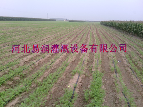 山西晋城圆白菜迷宫式滴灌带灌溉、微滴带 滴灌厂家