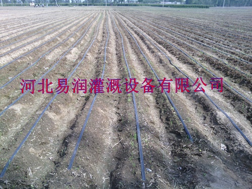 山西晋城圆白菜迷宫式滴灌带节省劳力投入 微滴带