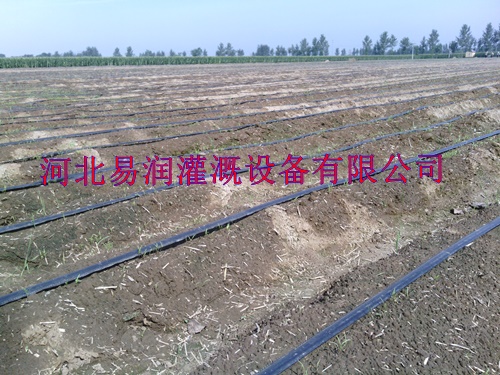山西晋城圆白菜迷宫式滴灌带提高产量 微滴带厂家