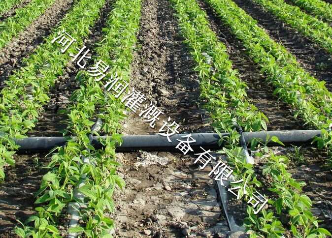 山西圆白菜迷宫式滴水带人工安装费用低 贴片式滴灌带设备