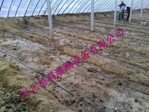 果园灌溉 改善果实品质贴片式滴灌带|山西圆白菜滴水带