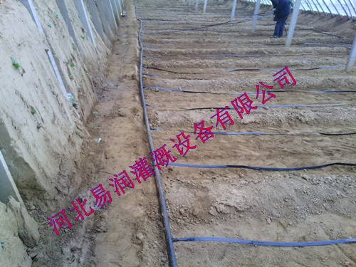 山西圆白菜滴水带大棚|滴水带厂家直销 贴片式滴灌带规格齐全