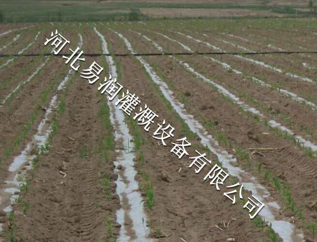 山西圆白菜贴片式滴灌带规格齐全 滴水带厂家设备