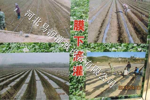 耐用山西圆白菜滴水带 贴片式滴灌带质量上乘