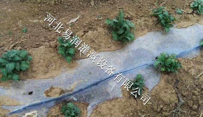 滴水带提高安装管理方便 山西圆白菜贴片式滴灌带
