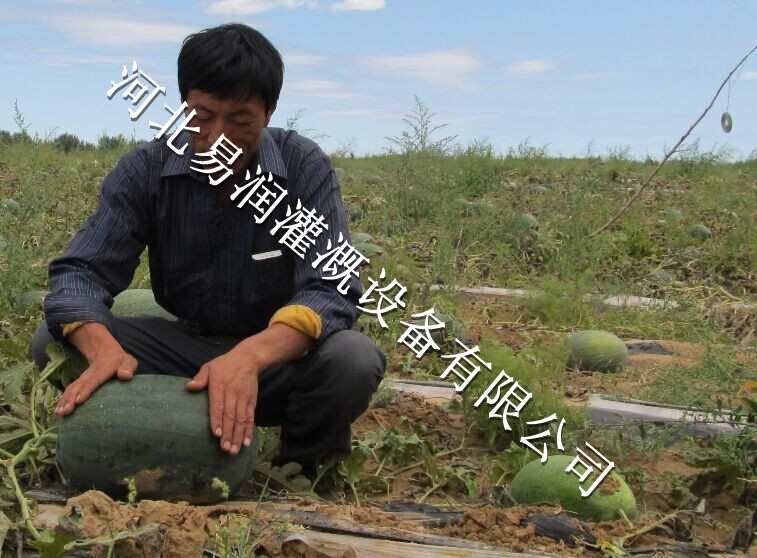 贴片式滴灌带安装方法 山西圆白菜滴水带品质好