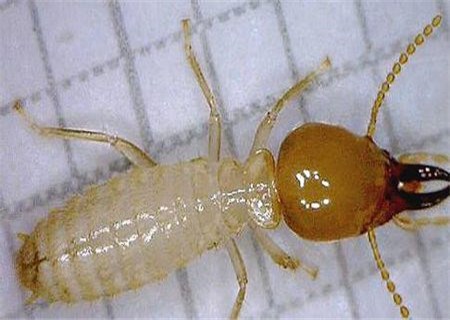 平湖虫控培训|平湖虫控消杀报价|平湖防四害手抄报|爱卫供