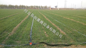 山西中草药大田微喷带铺设可达70m 输水带供不应求