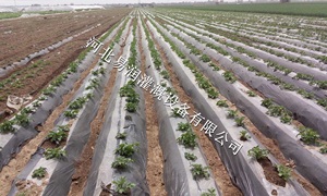 山西中草药大田微喷带灌溉设备 输水带