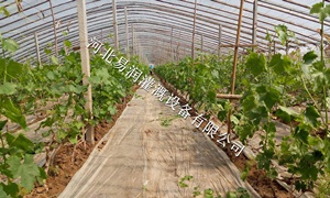 喷灌带节水灌溉厂家|河北蔬菜微喷带价格