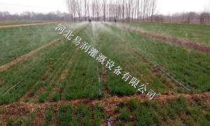 喷灌带安装|河北蔬菜微喷带