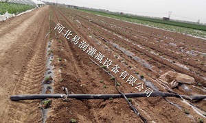 喷灌带安装工程|河北蔬菜微喷带