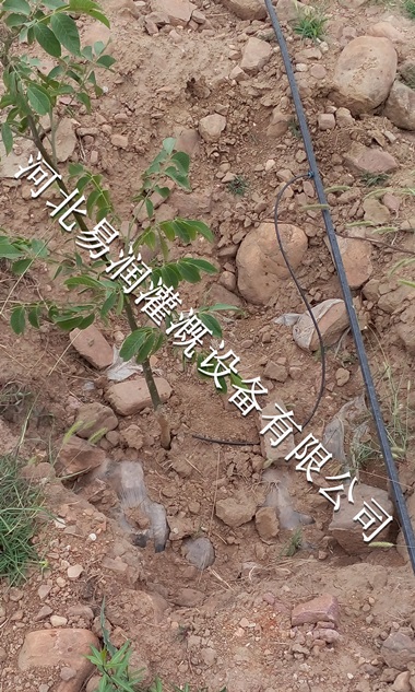 16mmPE管|山西梨树果树滴灌