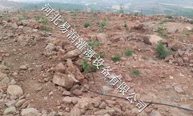 山西梨树果树滴灌|16mmPE管市场批发
