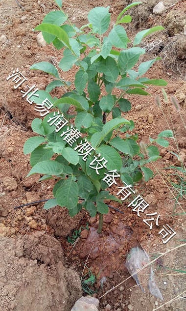 控制温度和湿度16mmPE管【山西梨树果树滴灌】