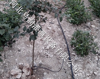 滴灌系统造价较高-山西梨树果树滴灌特点
