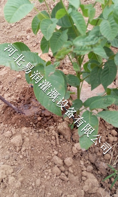 16mmPE管PE管、过滤器|山西梨树果树滴灌水肥一体化
