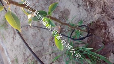 山西梨树果树滴灌价格 16mmPE管行情趋势