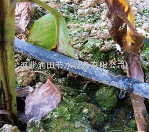 【滴灌带】山西长治县豆角萝卜滴灌设备