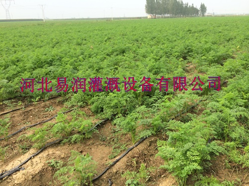 陕西滴灌厂家 优质棉花滴带 滴灌设备PE管
