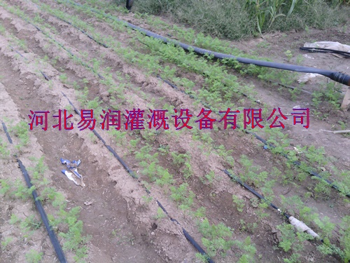 农田灌溉滴带 陕西棉花大田滴灌带批发商