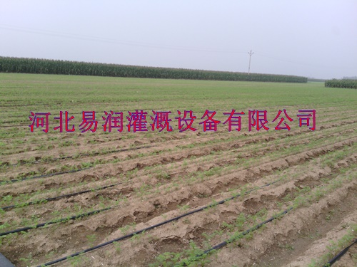 陕西新型棉花滴灌带 滴带网式过滤器