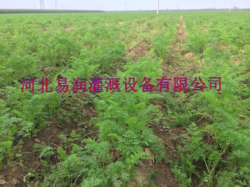 陕西棉花滴带 滴灌PE管用于大田蔬菜滴灌